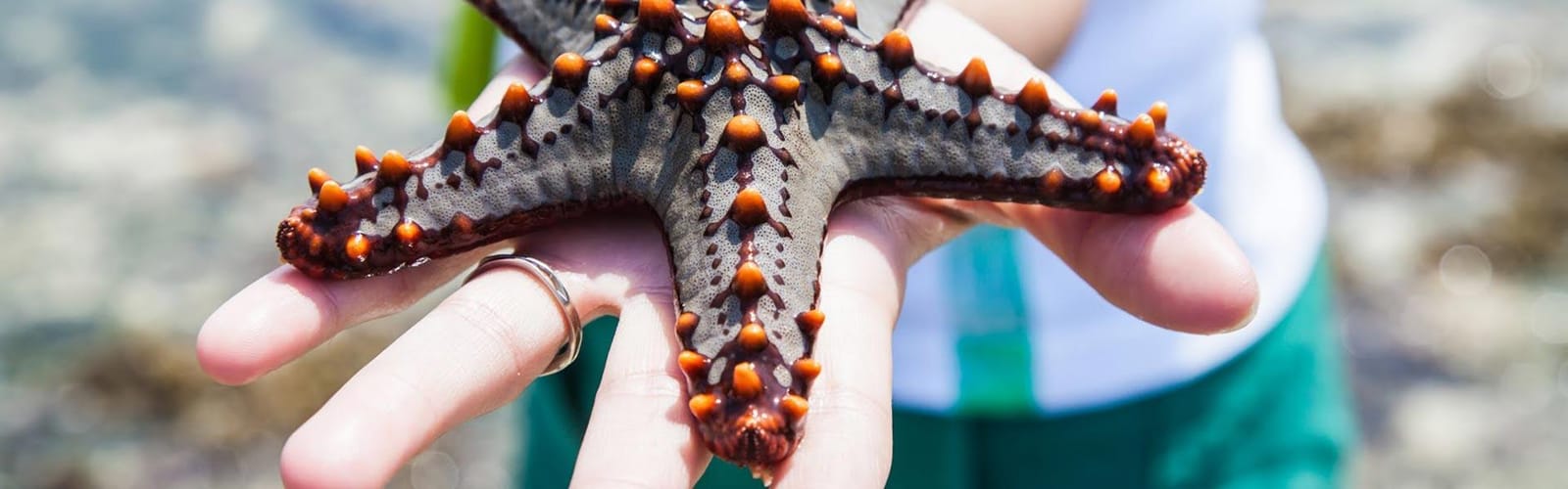 Africa Collection Holiday