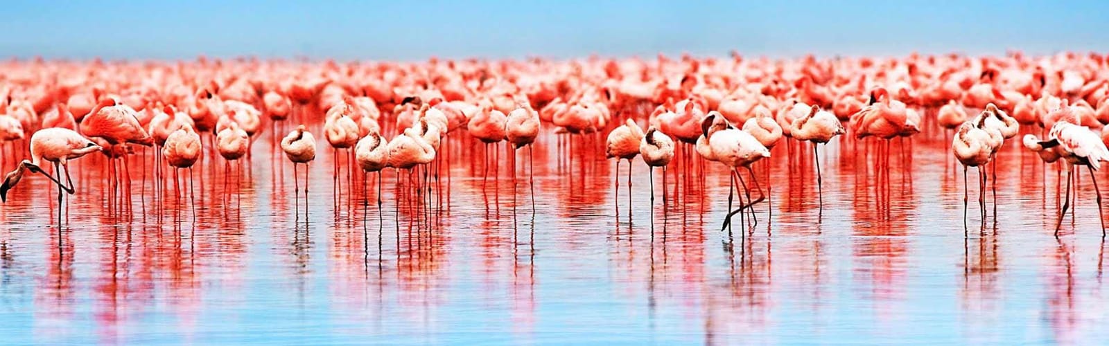 Africa Collection Holiday